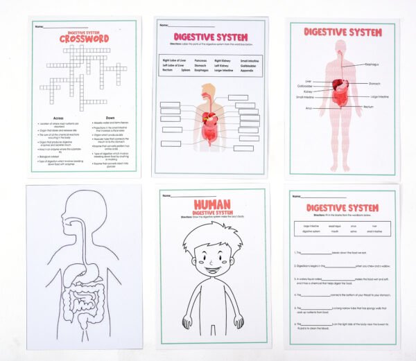 TOODLES Human Body Model Anatomy Puzzle for Kids, Cardboard, Nonwoven Material - Image 3