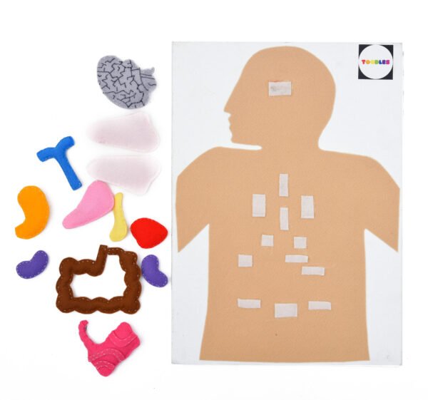 TOODLES Human Body Model Anatomy Puzzle for Kids, Cardboard, Nonwoven Material