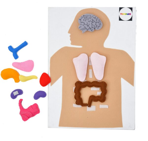 TOODLES Human Body Model Anatomy Puzzle for Kids, Cardboard, Nonwoven Material - Image 5