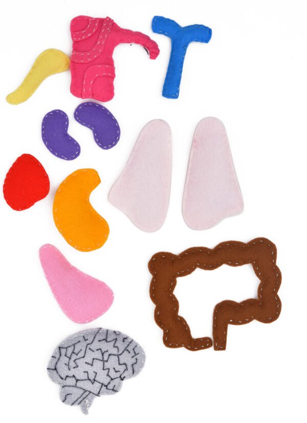 TOODLES Human Body Model Anatomy Puzzle for Kids, Cardboard, Nonwoven Material - Image 2
